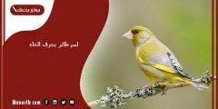 اسم طائر بحرف الخاء خ .. أسماء طيور تبدأ بحرف الخاء