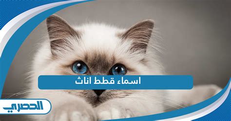 اسم القط الهندي 2025
