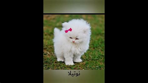 أجمل اسم القط الهندي أجمل اسم القط الهندي