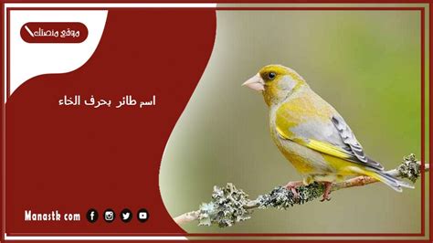 الطيور خا مع رسائل