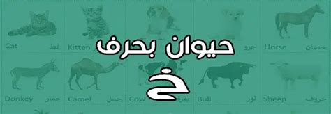 alifa اسم حيوان ورسالة خا kh
