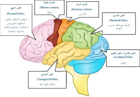 الوظائف الأساسية للدماغ الوظائف الأساسية للدماغ