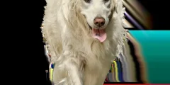 O Que Fazer Se Seu Cão Comer Veneno para Baratas