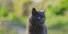 E Se Meu Gato Comer Veneno Para Formigas? Um Guia Completo