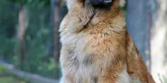 Como Tratar uma Ferida de Tiro em Cães: Um Guia Completo
