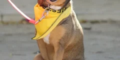 Melhor Ração para Cães com Sobrepeso e Alergias
