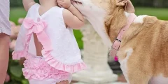 Como Eliminar Pulgas e Carrapatos em Cães: Remédios Caseiros Eficazes
