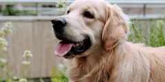 Como Saber se o Seu Cão Foi Envenenado por um Sapo
