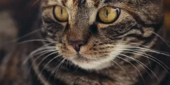 Como Ajudar um Gato Estressado a Comer: Estratégias Práticas