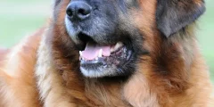 Como Escovar os Dentes do Meu Cão com Bicarbonato de Sódio