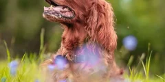 Remédios Caseiros para Cães Alérgicos a Pulgas