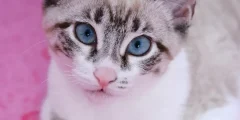 Como Escovar os Dentes do Seu Gato e Com Que Frequência