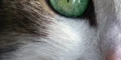 Como Aliviar a Coceira na Pele do Seu Gato: Um Guia Completo