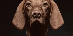 Como Tratar a Exaustão pelo Calor em Cães: Um Guia Completo